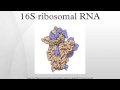 16S ribosomal RNA