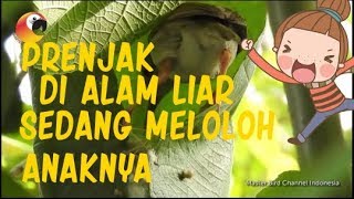 Playtube Pk Ultimate Video Sharing Website