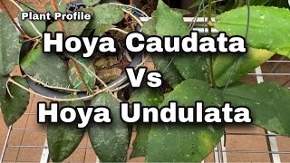 Plant Profile - Hoya Caudata Vs Hoya Undulata EP 80