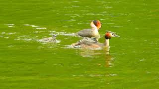 GREBES AND CHICKS