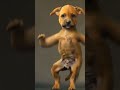 빠당쇼츠 pet dance 멍멍 땐스 pet cat dog puppy kitten cute petdance catlover funny cutecat