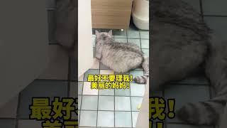 #张嘟嘟 #银渐层 #布偶猫 哥哥！你背叛我！！！#粤语