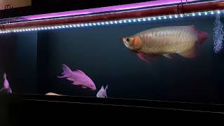 #Arowana #SuperRed #sumo #紅龍 #豚 #給餌