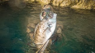 Spearfishing Croatia - Sarago Pizzuto XXL \