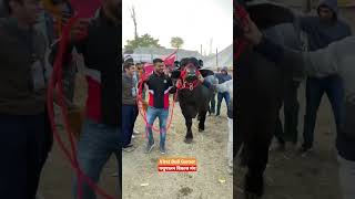 Virat Bull Gumer || Pashupalan Vikas Manch Short Video #buffalo #cow #desicow