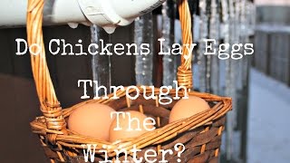 Do Chickens Lay Eggs in the Winter?