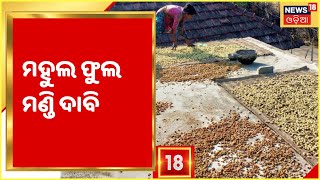 Malkangiri mahula fula I Malkangiriରେ ମହୁଲ ଫୁଲ ବିକ୍ରି ଅଭାବକୁ ନେଇ ମଣ୍ଡି ଖୋଲିବାକୁ ଆଦିବାସୀଙ୍କ ଦାବି