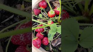 Terrace Garden Surprise! 🍓 Fresh Juicy Strawberries at Home #shorts #fruit