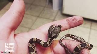 Two headed snake discovered in backyard