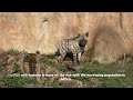 how dangerous are hyenas to humans do hyenas attack humans