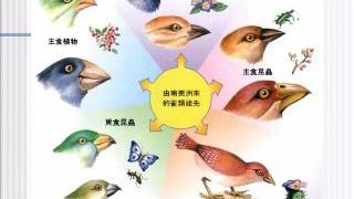 高中生物【教學視訊】焦點 241  演化的生物地理學證據：