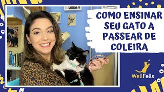 Como Ensinar Seu Gato a Passear