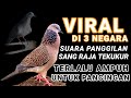 BUKTIKAN SENDIRI !!! SUARA PANGGILAN SANG RAJA BURUNG TEKUKUR TERLALU AMPUH UNTUK PANCINGAN PIKAT