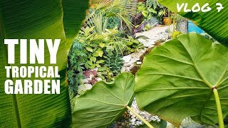 VLOG 7 - Tiny Tropical Garden UK