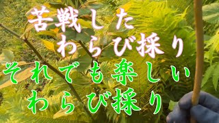 2023.5.10 (山菜採り）わらび.うど