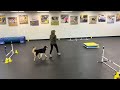 molly of the obx agility training