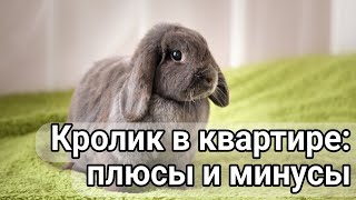 Плюсы и минусы декоративного кролика