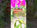 Dendrobium Orchid Flower in my garden. #ytshorts #viral #shortvideos #nature #1000subscriber #reels