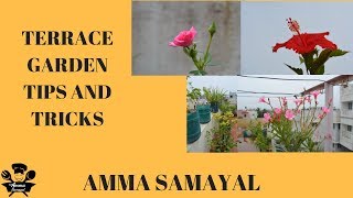 என் மாடித்தோட்ட பராமரிப்பு |Terrace garden Ideas And  maintaining in Tamil|RoofTop Garden Ideas