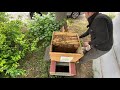 Erfolgskontrolle nachfolge Video - dezimiertes Bienenvolk durch Kälteeinbruch - Imkern mit Dadant