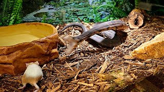 This Venomous Cottonmouth Was Super Hungry In This Video!