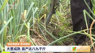 [三农长短说]缤纷果蔬季 贵州绥阳 大葱成熟 亩产达八九千斤|农业致富经 Agriculture And Farming