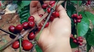 ഒരു വയനാടൻ കാപ്പിക്കഥ🤩, The life of coffee 😍 ഒരു വയനാടൻ vlog❤️