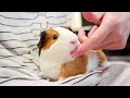 experience the cuteness overload of doudou 🐽 guinea pig