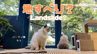 バーマン猫ガブとラフとウリ【地すべり？】Landslide?（バーマン猫）Birman/Cat