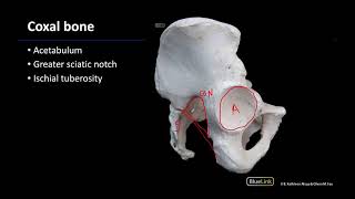 Osteology - M1 Dissection Supplement