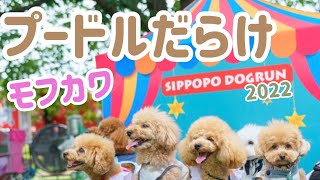 モフカワいい！★プードルだらけ★【しっぽ舗】犬種別オフ会2022①