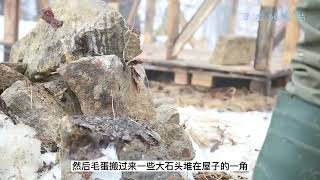 男人野外用废弃托盘建造豪华木屋，泡野生枸杞雪梨汤