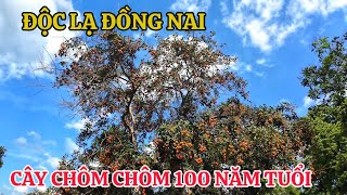 Khám phá CÂY CHÔM CHÔM 100 TUỔI tại vườn trái cây chú SÁU HÙNG .