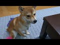 豆柴の最近のおねだり方法！豆柴犬「はる」生後9ヶ月。shiba inu s recent begging method