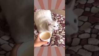 【2ch動物スレ】コーヒーの匂いを嗅いで吐きそうになってる猫がコチラw