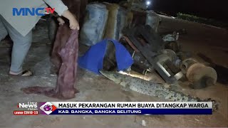 Warga Tangkap Buaya yang Masuk ke Pekarangan Rumah di Bangka Belitung #LIM 10/08