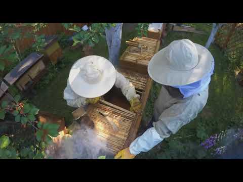 Bee Sound Bees Buzzing /\ camera in the beehivE Bee Sound Bees Buzzing /\ camera in the beehivE