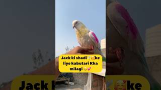 Jack ki shadi🕊️💒 ke kabutri kha milgi😃❤️ #pigeonlover  #jackpigeon #fancypigeon #kabootar #vlog