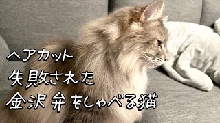 【猫アテレコ】春のレイヤーカットがお気に召さなくて怒る金沢弁をしゃべる猫 おしゃべりペット