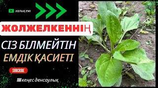 Жолжелкеннің сіз білмейтін емдік қасиеті | #денсаулық #халықемі #кеңес #жолжелкен #подорожник #шипа