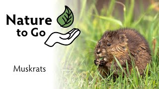 #NatureToGo | Muskrats in Minnesota – Mammals of the Marshes, Ponds and Wetlands