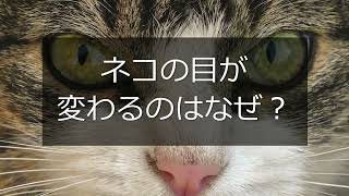 Animalbook CM cat1