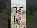 amazing cow funny cartoon mojmasti short video