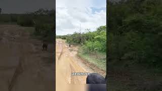 Leopard snatches baby warthog花豹搶走小疣豬，疣豬媽媽無力營救 #野生動物 #wildlife #nature #wildanimals #leopard