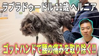 【犬の整体】ヘルニアのラブラドゥードルの診療を公開！！ゴッドハンドで腰の痛みを取り除く！！