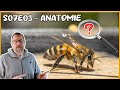 ANATOMIE DE NOS ABEILLES À MIEL !    S07E03   [SUB-FR-ENG-ES]