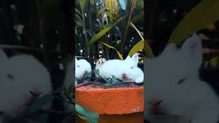 cute rabbit in plant pot