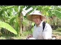 mango your guide organic biological 2 michelin star i chef richard thailand mango