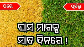 sabu prakarar ghasa maarantu 7 dina madhyare | ସମ୍ପୂର୍ଣ ଘାସମରା ଔଷଧ,ଲଟାମରା,ଘାସ ଦମନ | remove grass