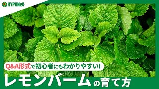 ☘:213 レモンバームの育て方｜収穫方法や上手に育てるコツは？水やりや肥料などの管理方法もご紹介｜【PlantiaQ\u0026A】植物の情報、育て方をQ\u0026A形式でご紹介